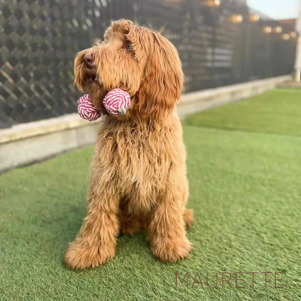Bundel - 2 x Hondenspeelgoed katoen - 1 bal & 2 ballen Dog Toys