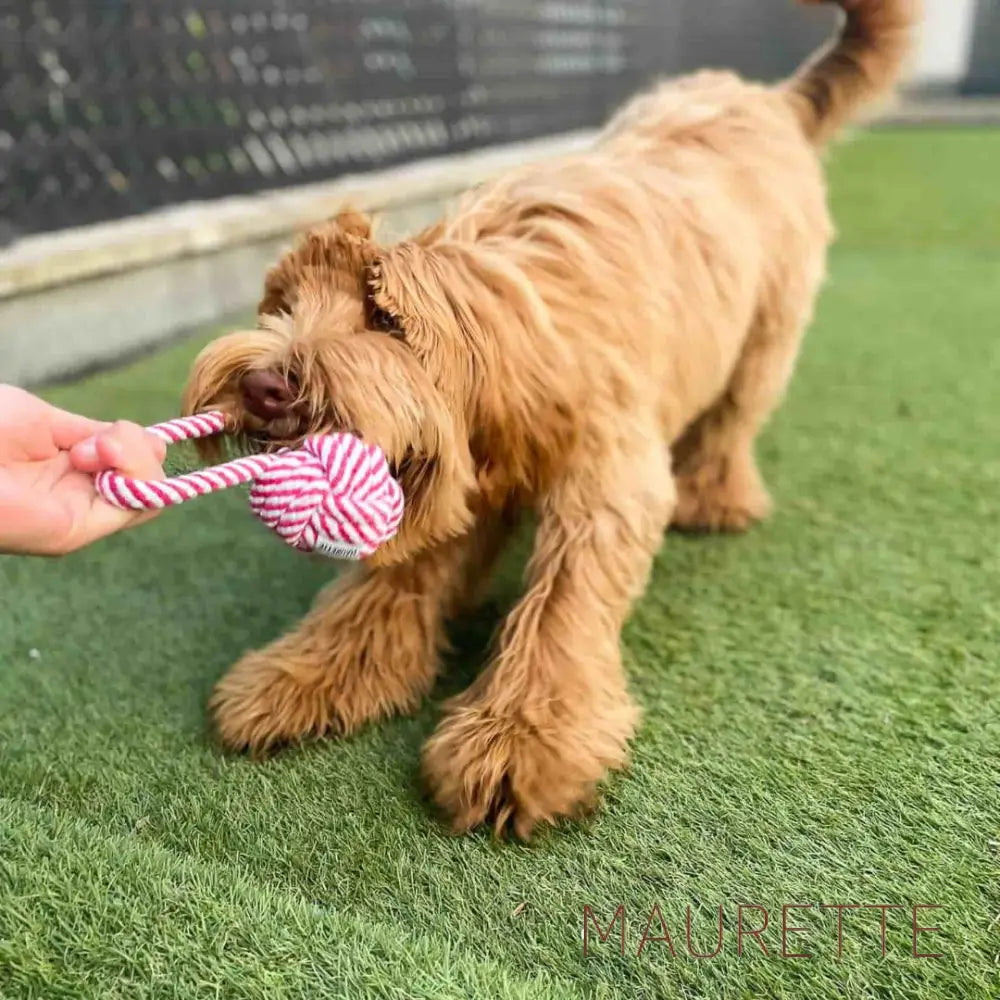 Bundel - Hondenspeelgoed Katoen - 1 bal Dog Toys