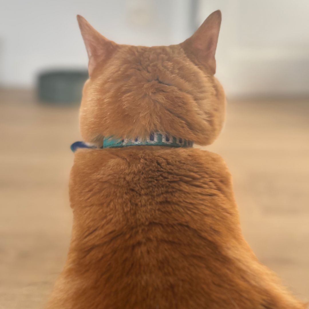 Kattenhalsband | Leer | GLOW
