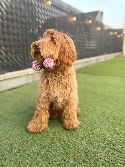 Hondenspeelgoed Katoen - 2 Ballen Dog Toys